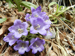 Campanula speciosa