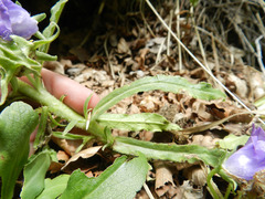 Campanula speciosa