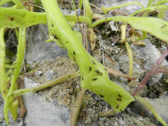 Pinguicula longifolia