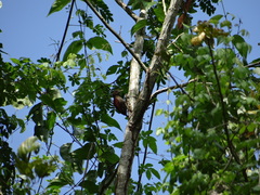 Dryobates sanguineus