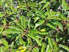 Prunus lusitanica