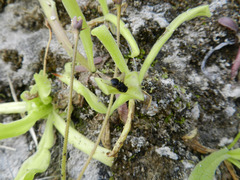 Pinguicula longifolia