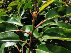 Prunus lusitanica