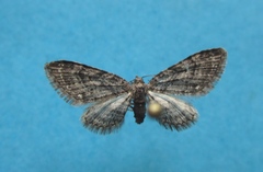 Eupithecia columbiata