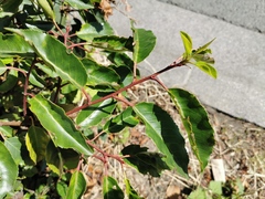 Prunus lusitanica