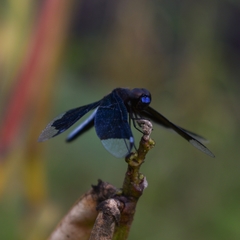 Palpopleura lucia