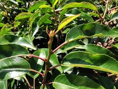 Prunus lusitanica