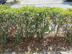 Prunus lusitanica