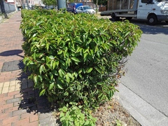 Prunus lusitanica