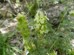 Sideritis hyssopifolia