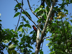 Dryobates sanguineus