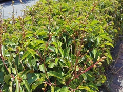 Prunus lusitanica