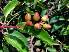 Prunus lusitanica