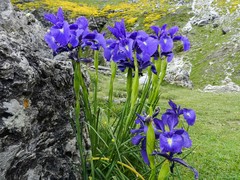 Iris latifolia