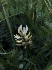 Astragalus cicer
