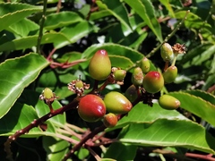 Prunus lusitanica