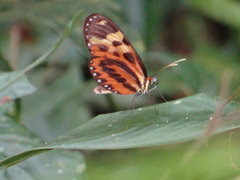 Mechanitis polymnia polymnia