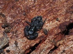 Ocrisiona cinerea