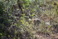 Ictidomys parvidens