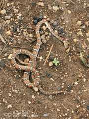 Pseudelaphe flavirufa