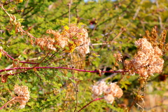 Senecio pleistocephalus