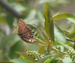 Callophrys eryphon