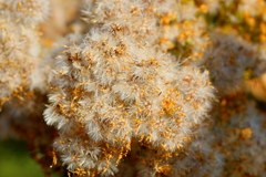 Senecio pleistocephalus