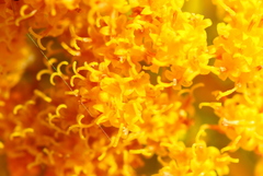 Senecio pleistocephalus