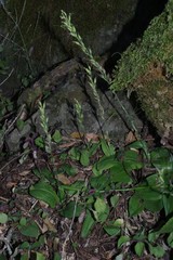 Habenaria arenaria