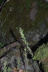 Habenaria arenaria