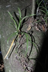 Polystachya ottoniana