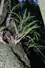 Polystachya ottoniana