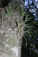 Polystachya ottoniana