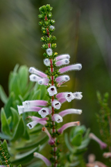 Erica perspicua perspicua