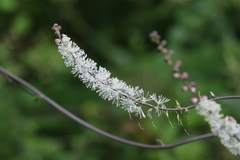 Actaea elata elata