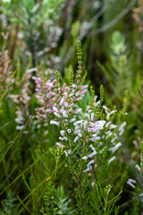 Erica perspicua perspicua