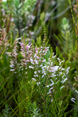 Erica perspicua perspicua