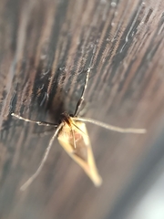 Harpella forficella