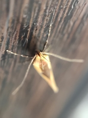 Harpella forficella