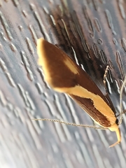 Harpella forficella
