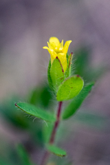 Gnidia humilis
