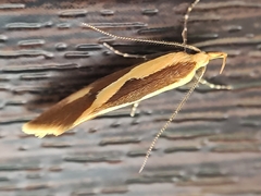 Harpella forficella