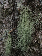 Usnea ceratina