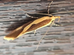 Harpella forficella