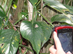 Perophthalma tullius