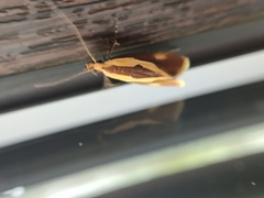 Harpella forficella