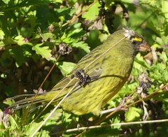 Crithagra scotops umbrosa