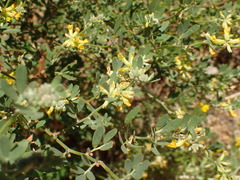 Acmispon dendroideus