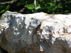 Sceloporus serrifer