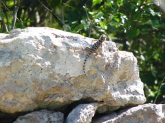 Sceloporus serrifer
